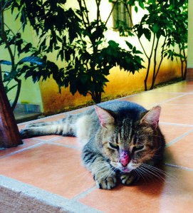 Our very first meeting with Barely Bear