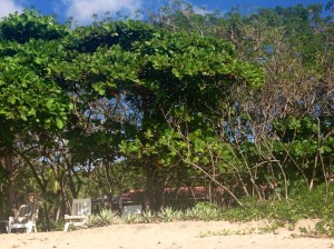 There it is nestled in the trees, didn't want to go to paparazzi on the people staying there!