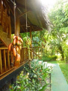 Banana's hanging outside the reception for the birds to eat. Such a great idea!