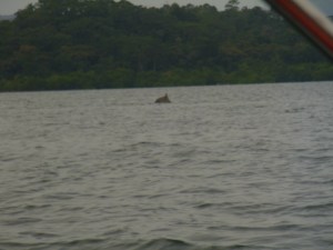 My attempt a a dolphin picture